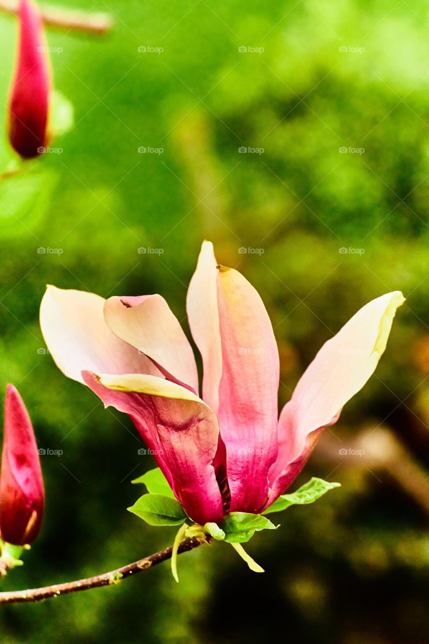 Magnolia bloomed with the arrival of spring