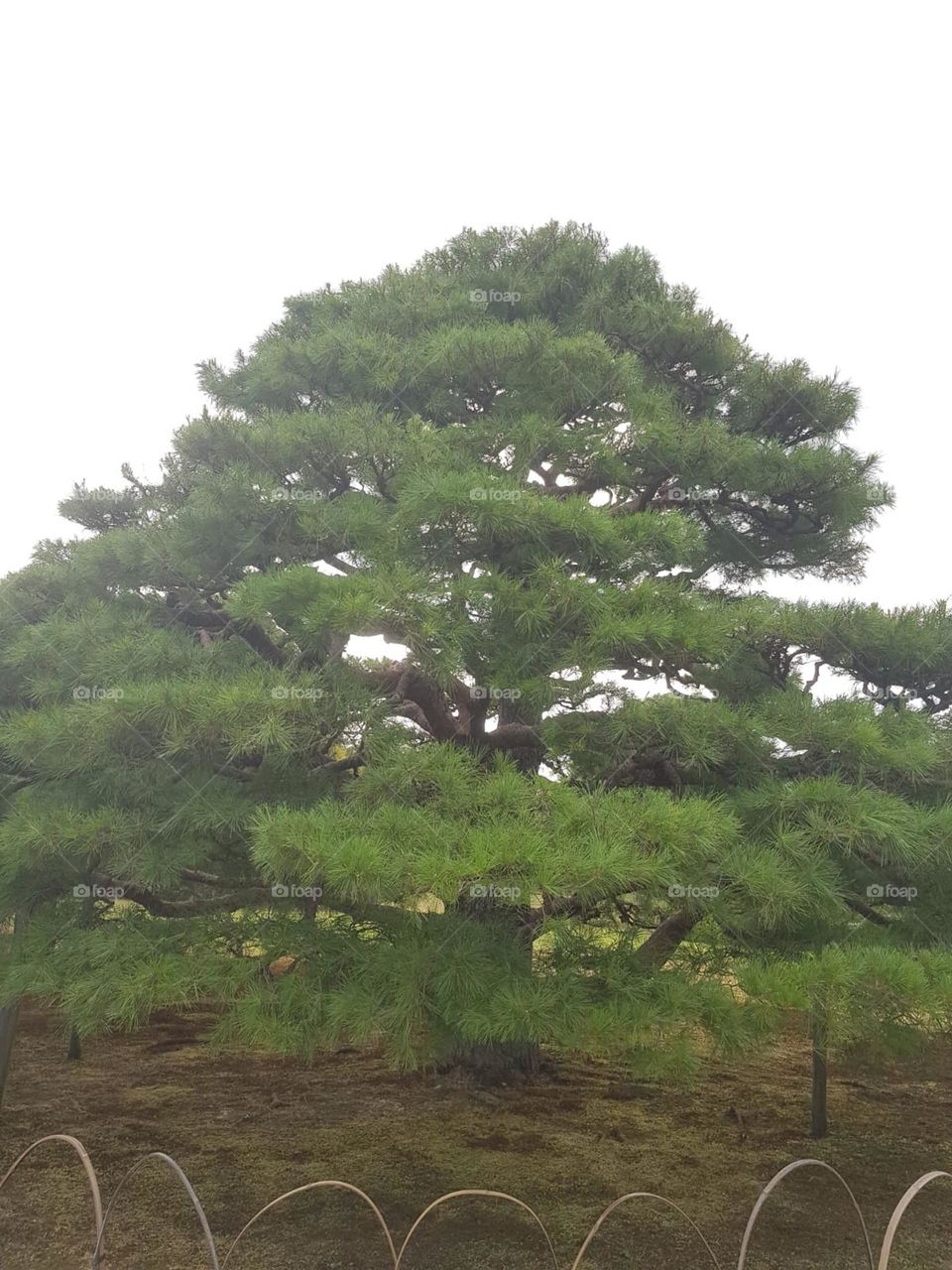 A tree in Japan