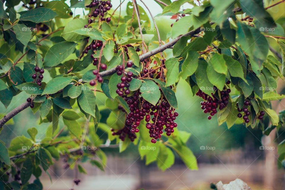 bird cherry