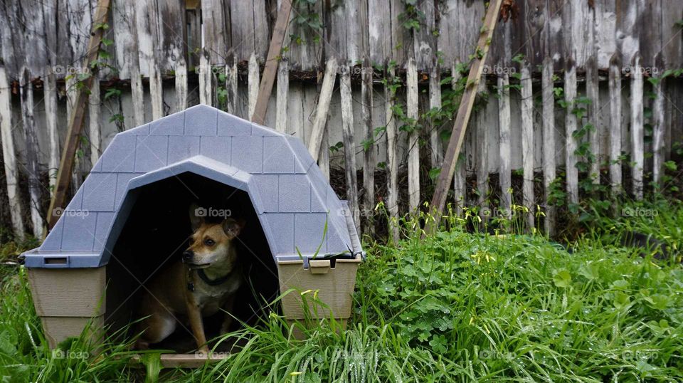 A dog hides from the rain