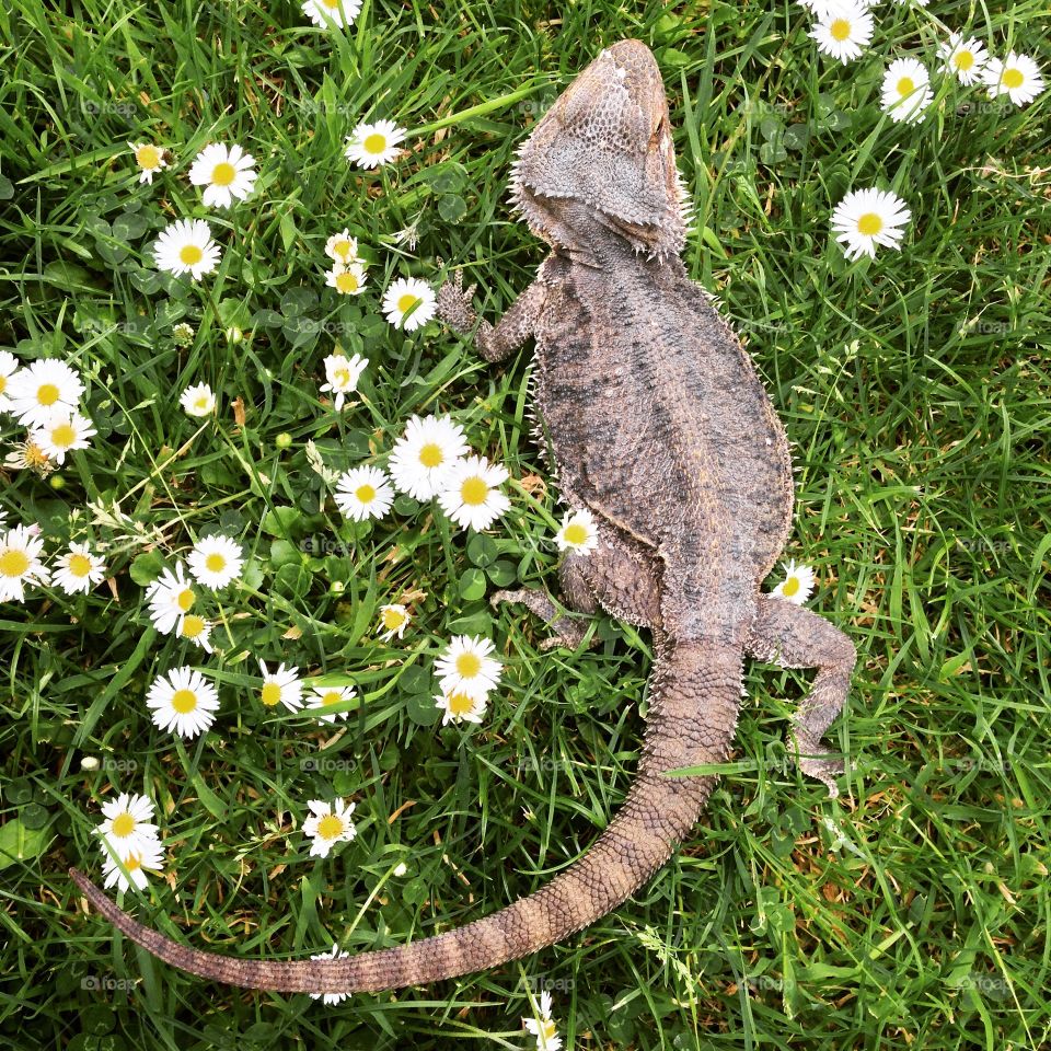 Summertime lizard