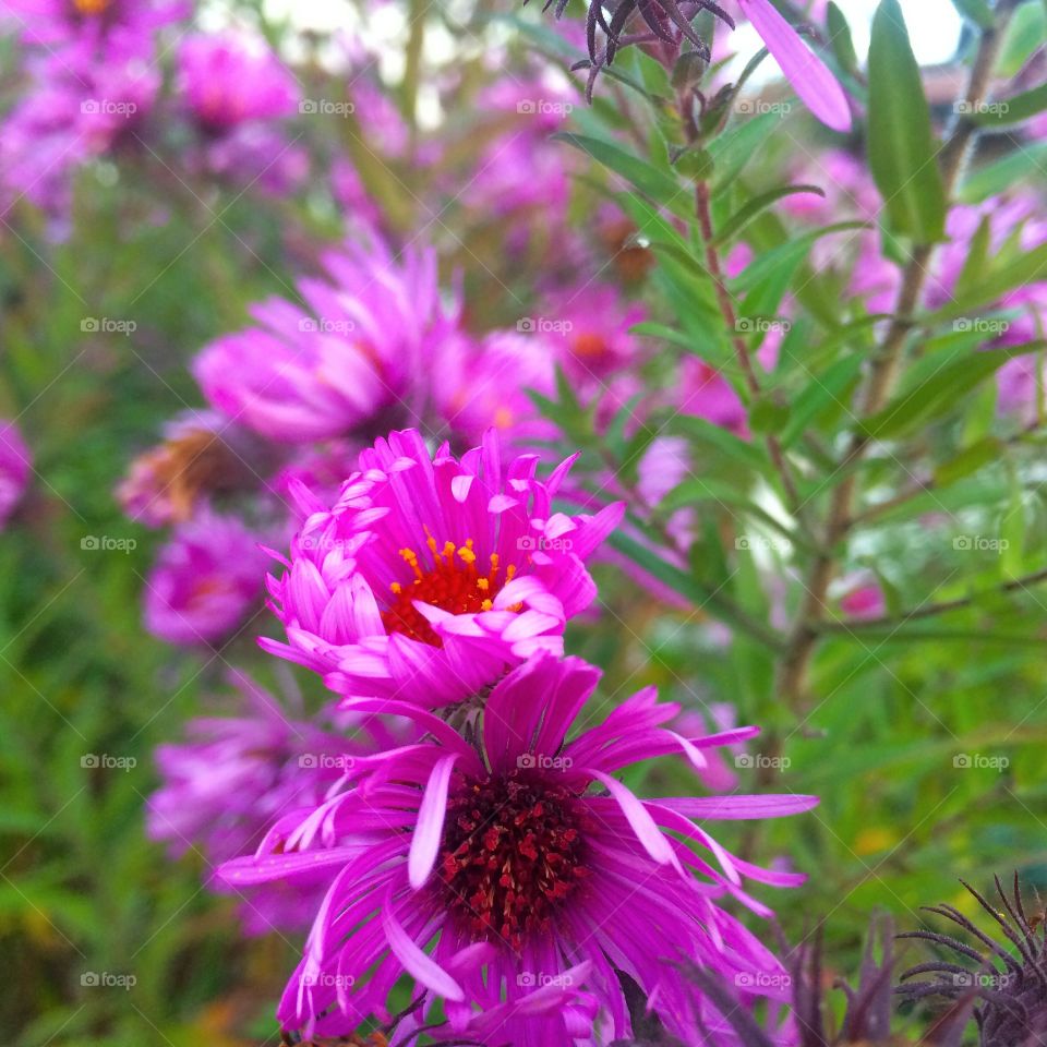 Dark pink flowering plant