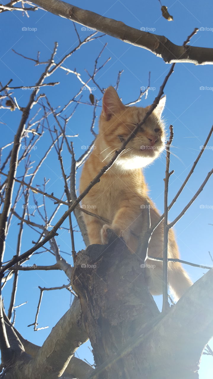 kitten on tree