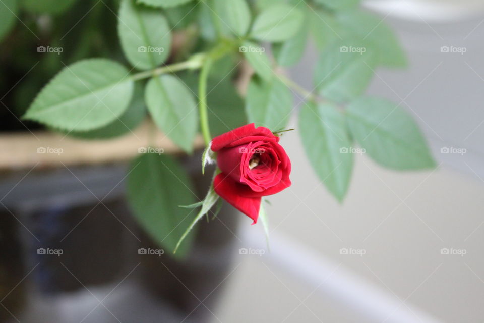 Gorgeous red rose 