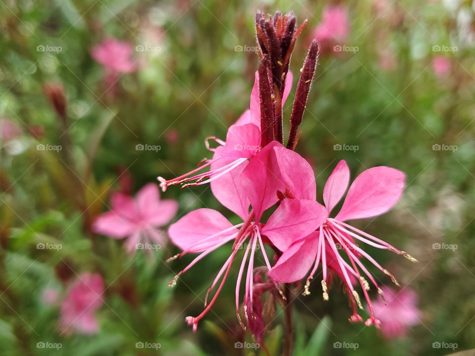 pink gaura flowers