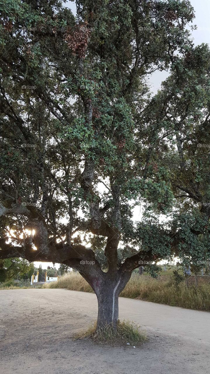 Big tree with sunset