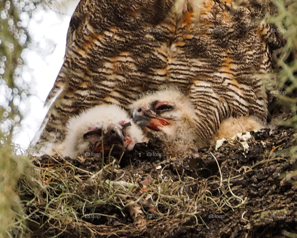 Two Baby Great Horned Owls- Seeing Double