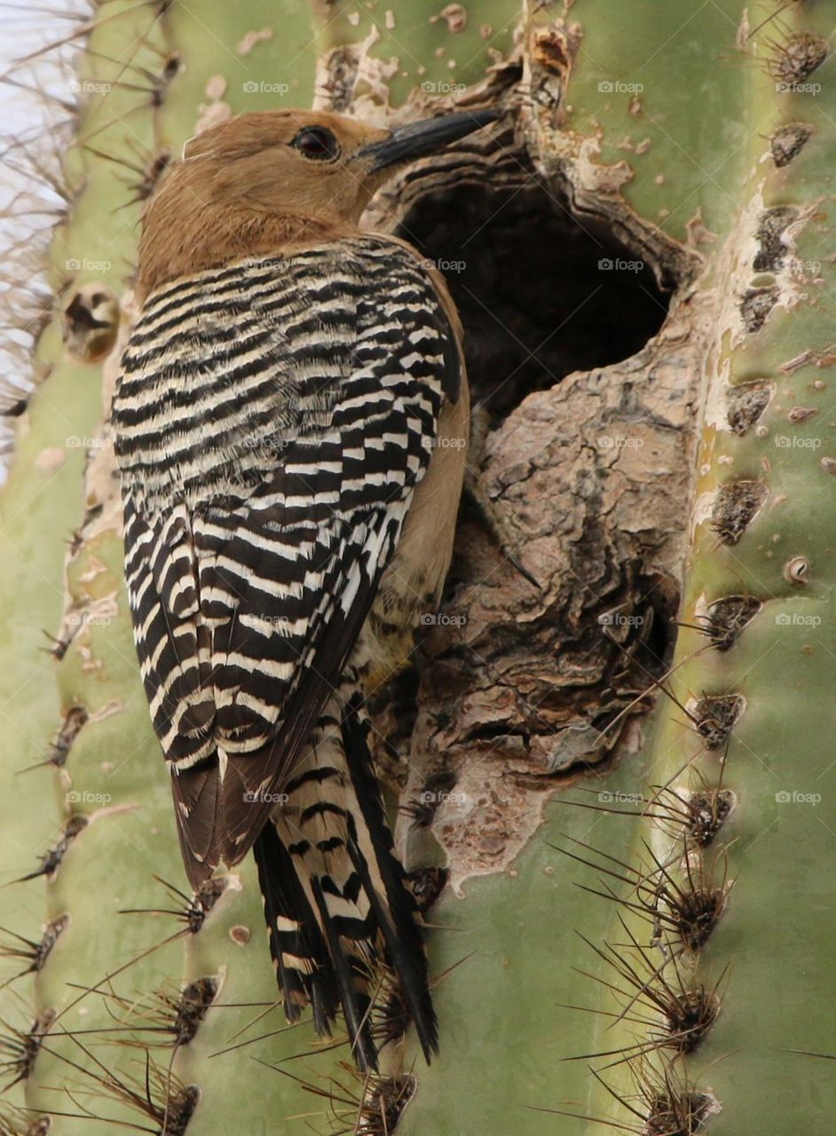 Gila Woodpecker at Nest in Saguaro