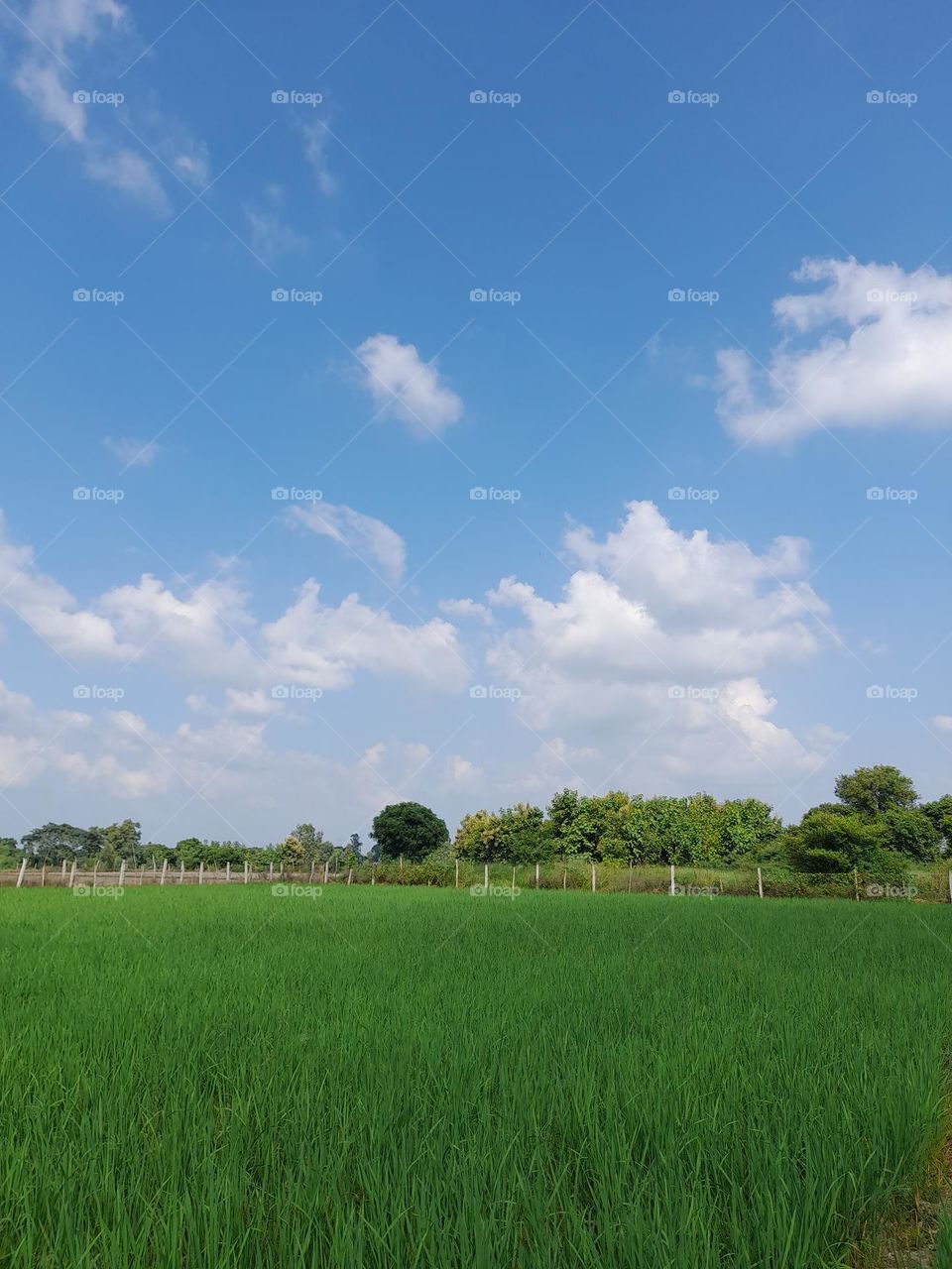 A perfect click of the landscape, green fields.