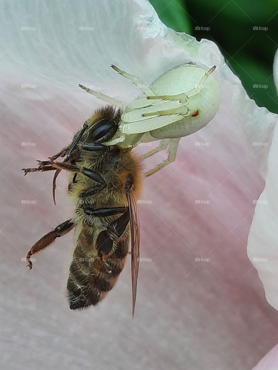 close-up of a bee caught by white spider on peony petal