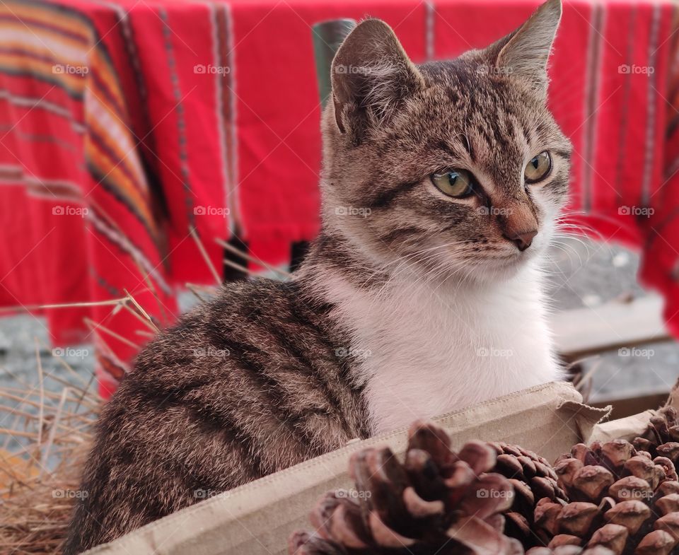 Kitty in a basket