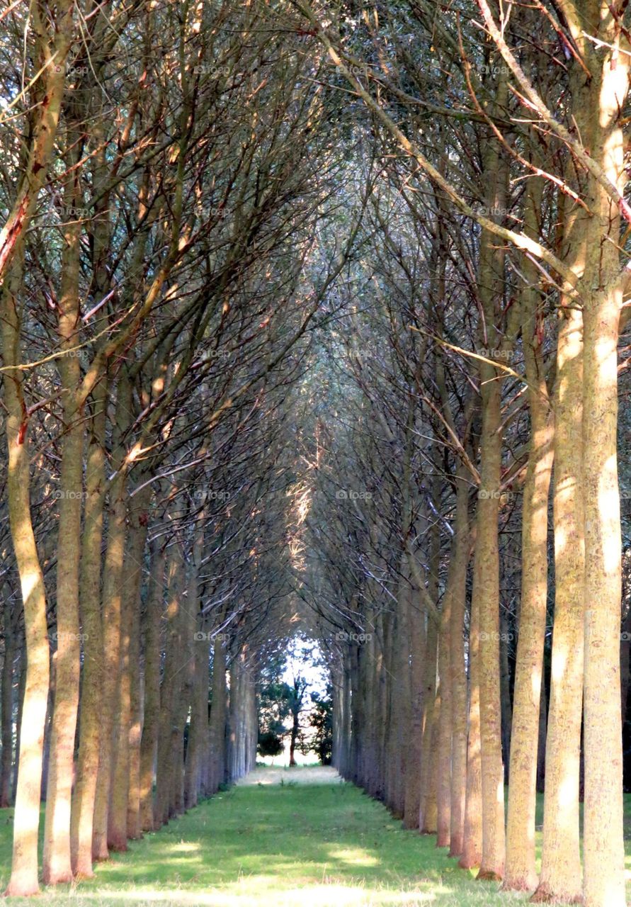 tree cathedral