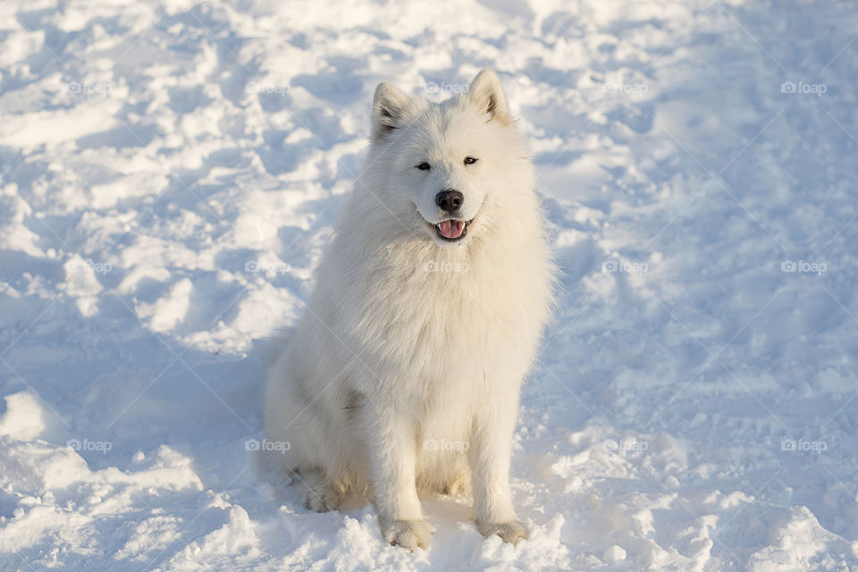 Front view of a samoyed dog sitting in snow