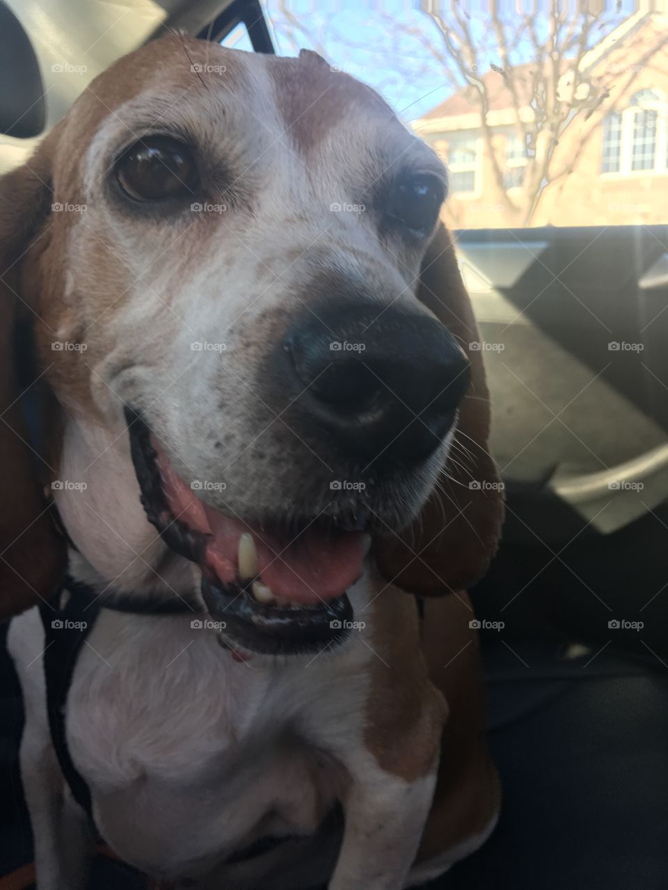 Beagle smile