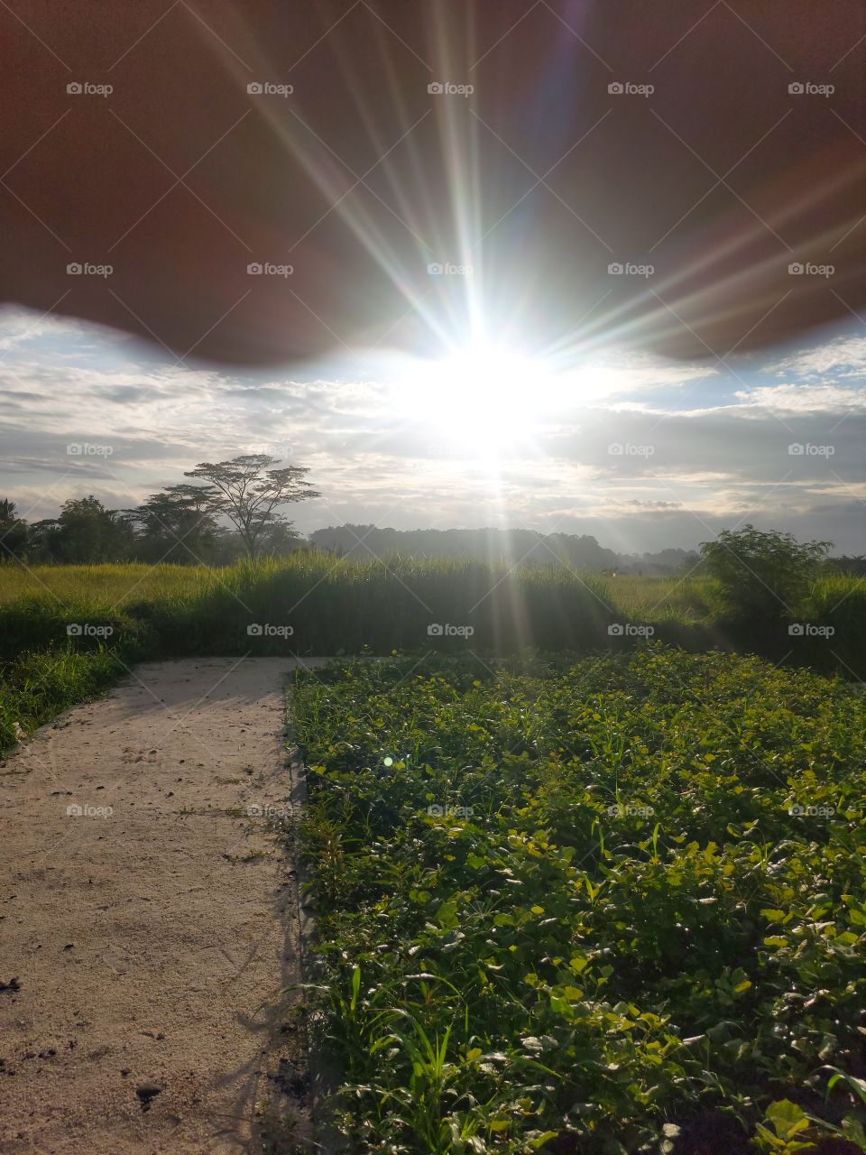 morning sun in the fields