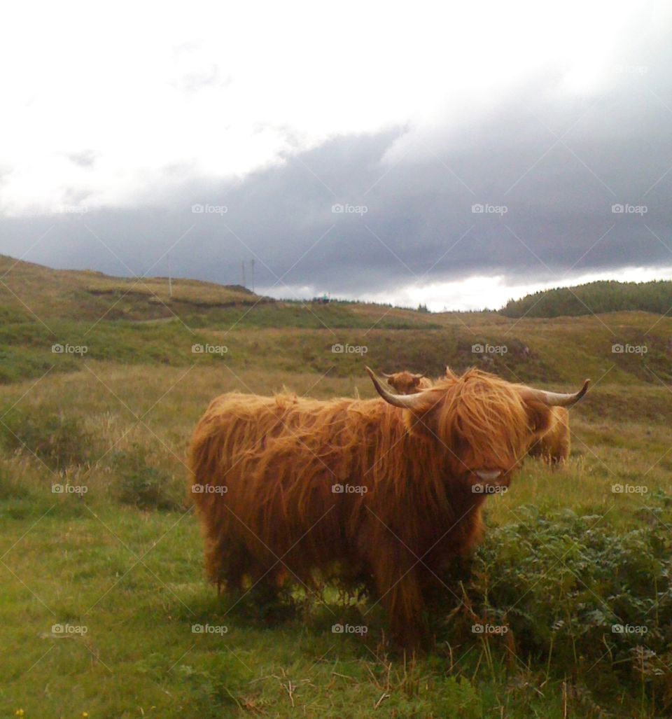 Scottish cow in the isle of Mull