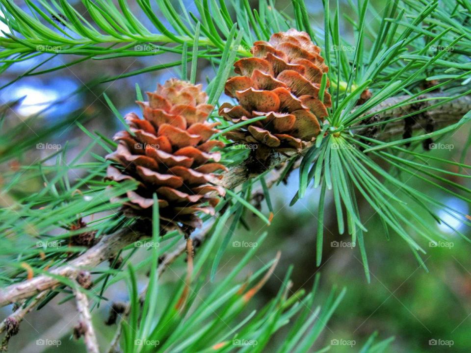 Spring pine cones