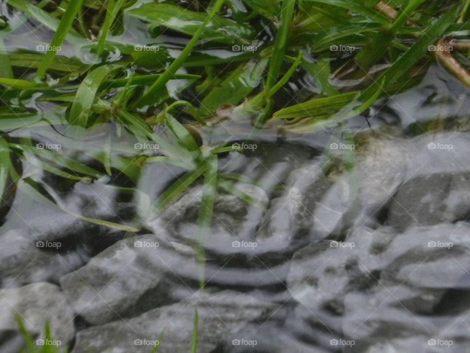 raindrop ripple on puddle during storm in florida.