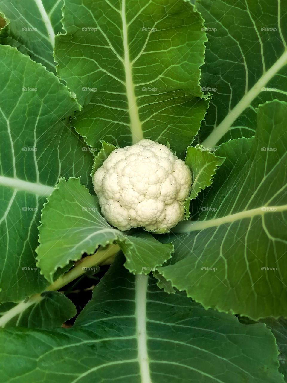 Cauliflower head