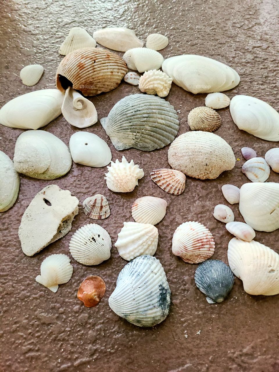 Sea Shells 🐚