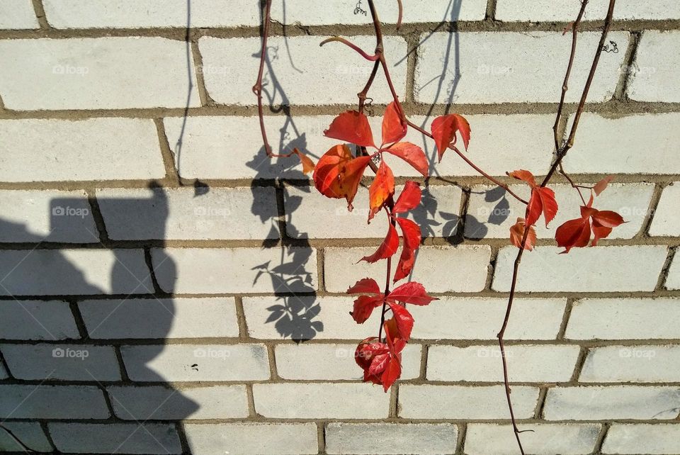 take pictures smartphone red leaf on a wall background light and shadows beautiful texture