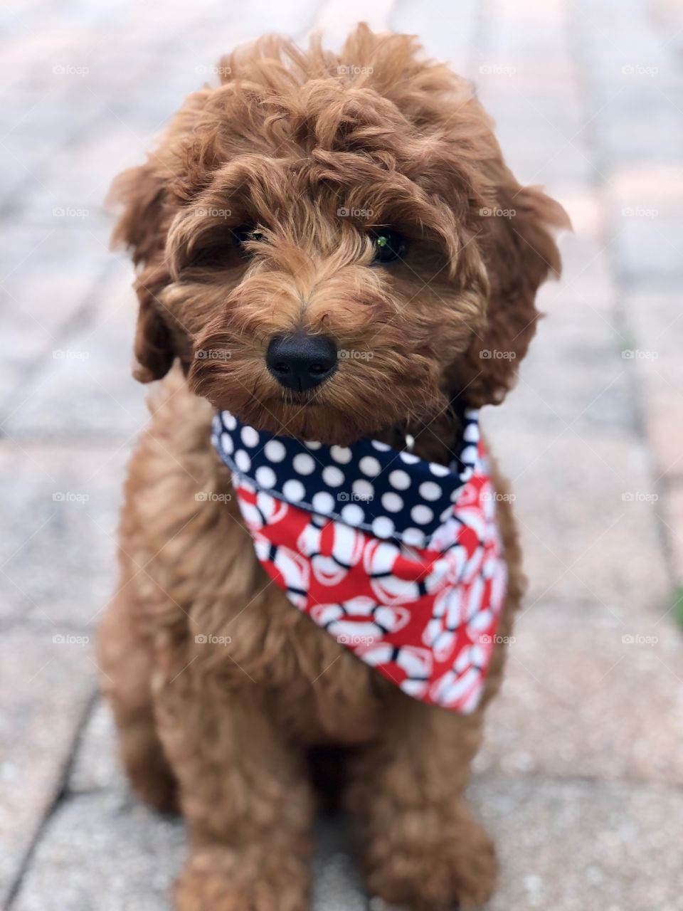Puppy just chillin feeling patriotic! 