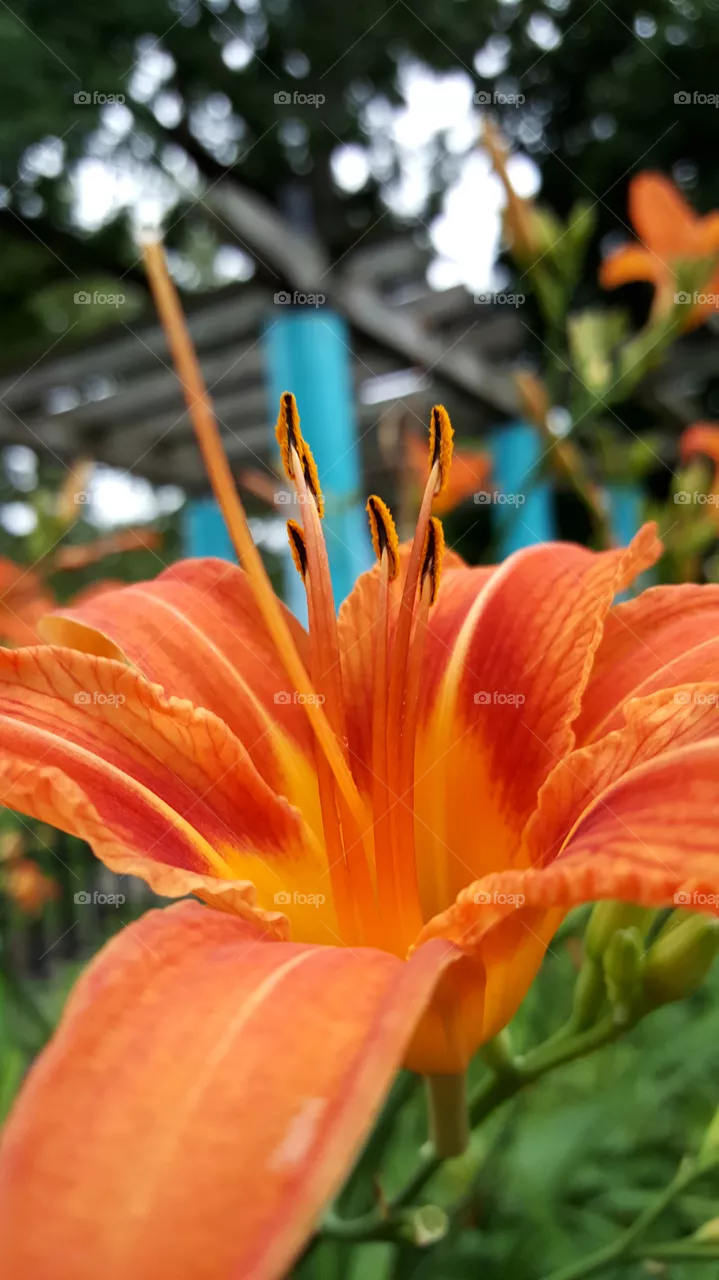 Nature, Flower, Garden, No Person, Flora