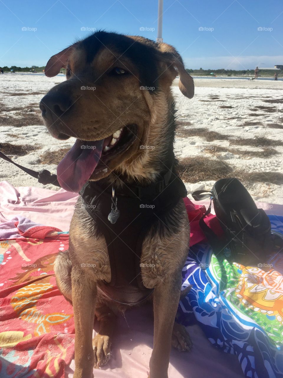Beach dog