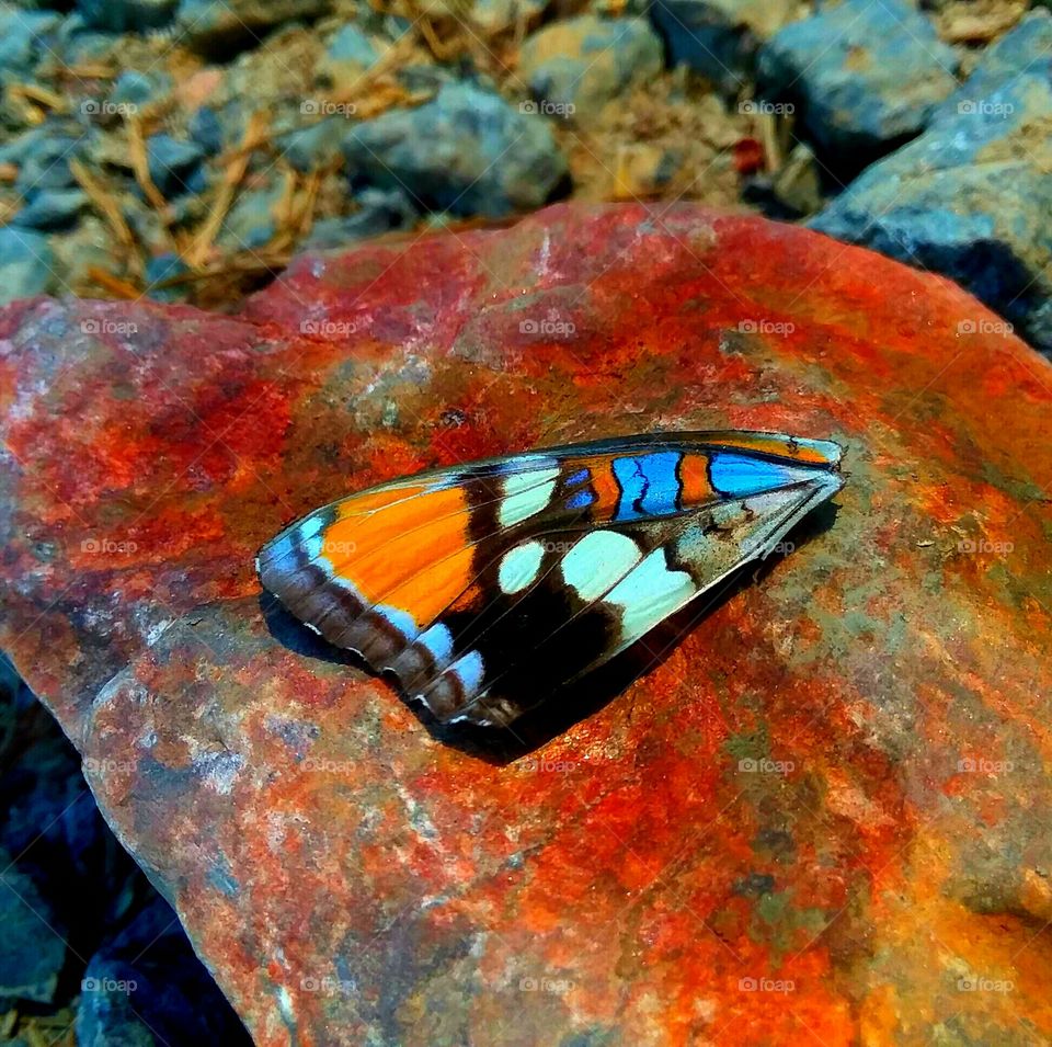 colorful wing