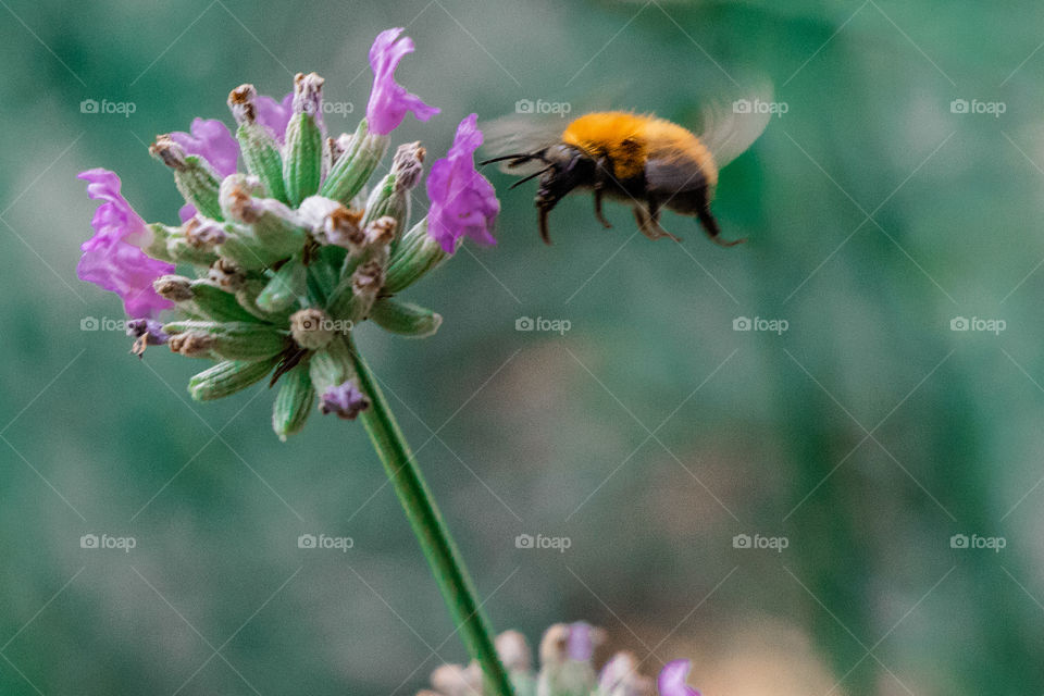 bee'sfly