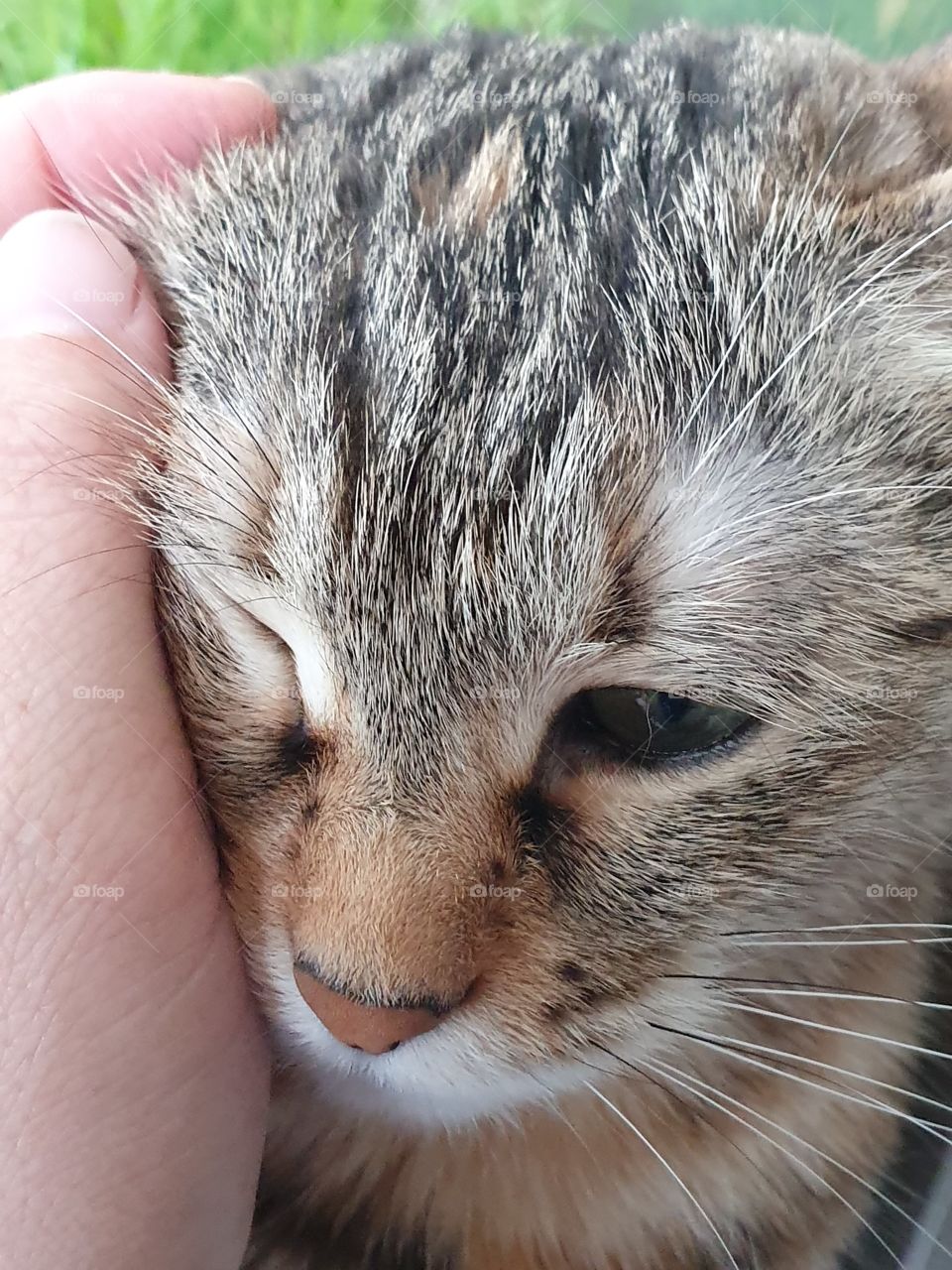 cat tendered by hand