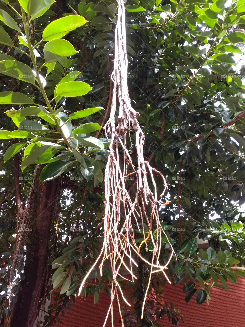 nature