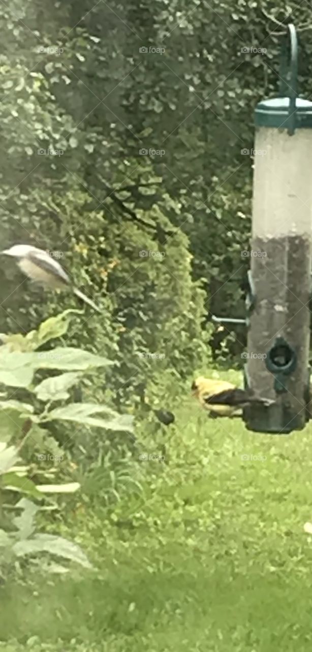 Chick a dee out of here