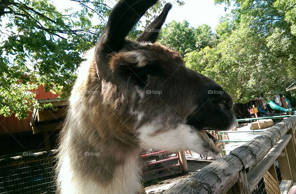 hi. visit to the zoo