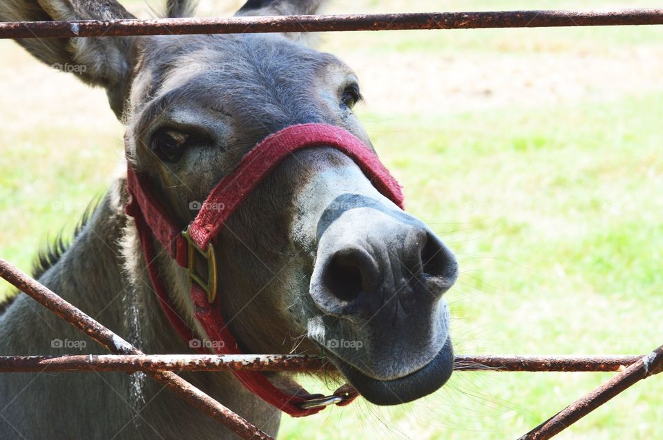 Donkey at the fence
