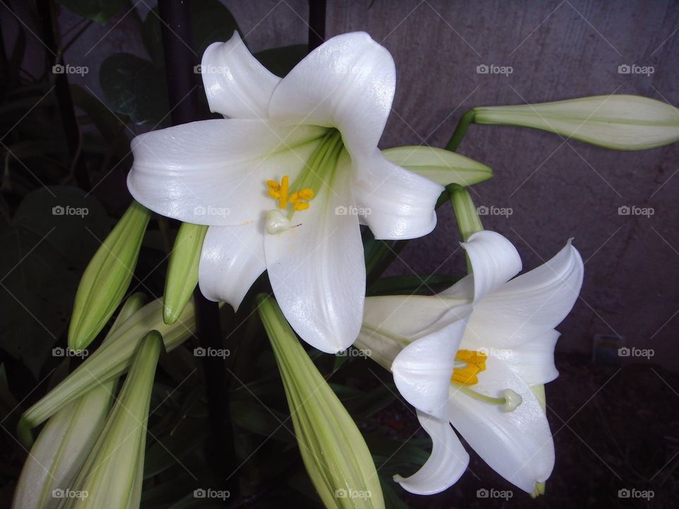Easter Lilies growing in garden. Lily flowers & buds ready to open. Night time photo of Easter Lily flowers.