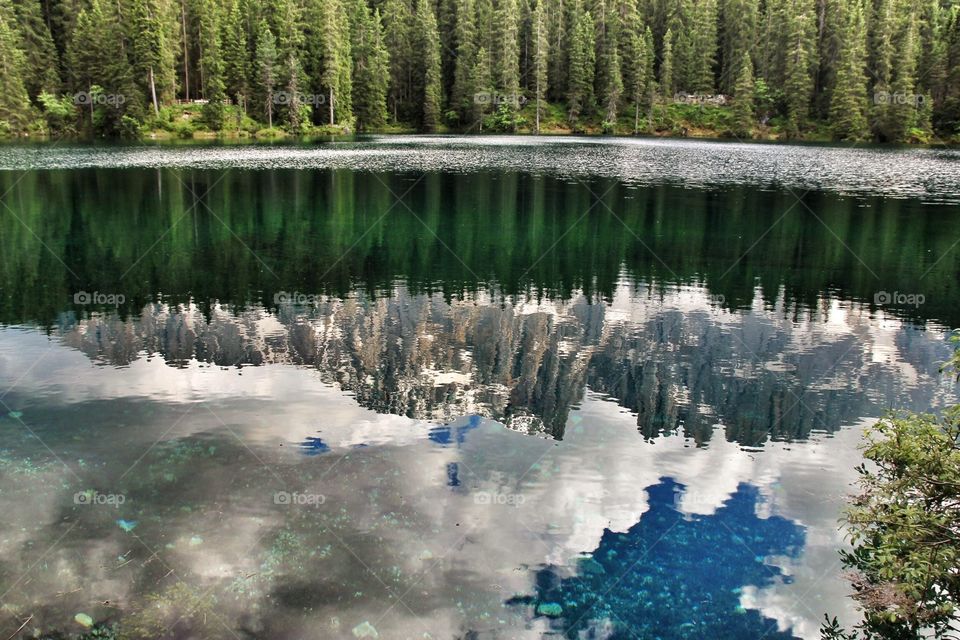 Reflection of trees in water