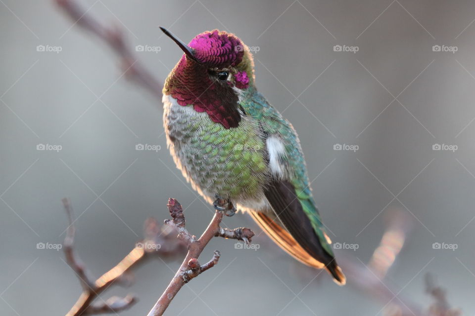 Hummingbird perching on a branch with buds , humming its announcement of early spring