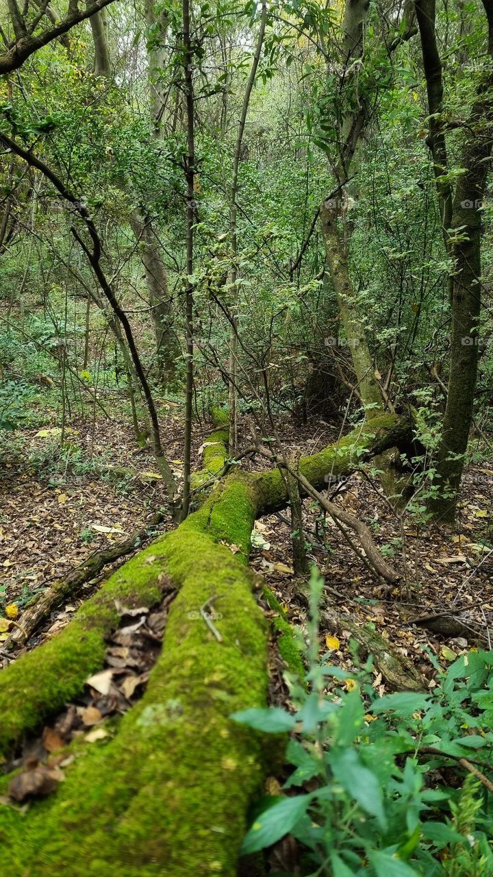 moss growing on a fallen down tree in forest