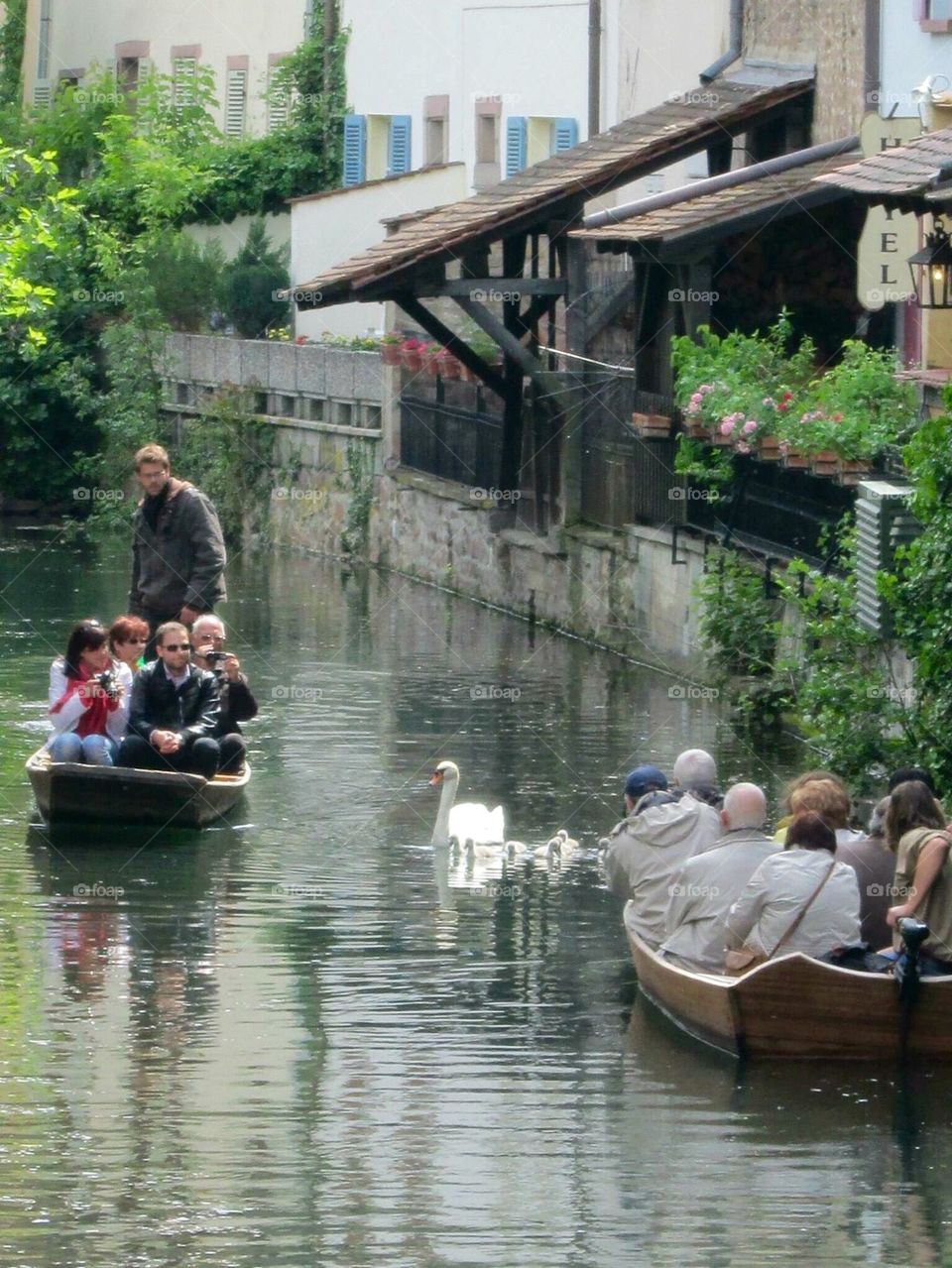 Swan Crossing