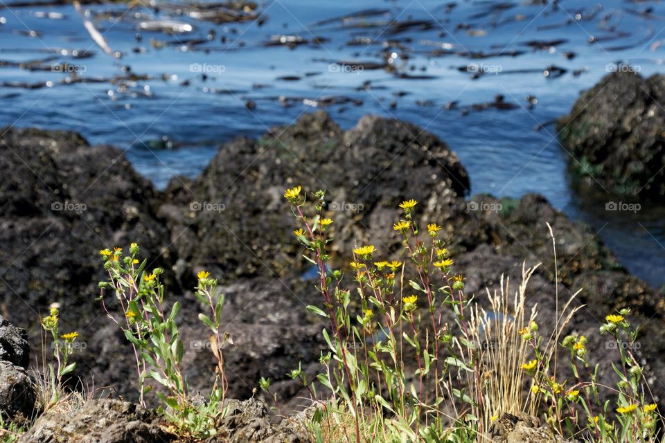 Flowers and kelp