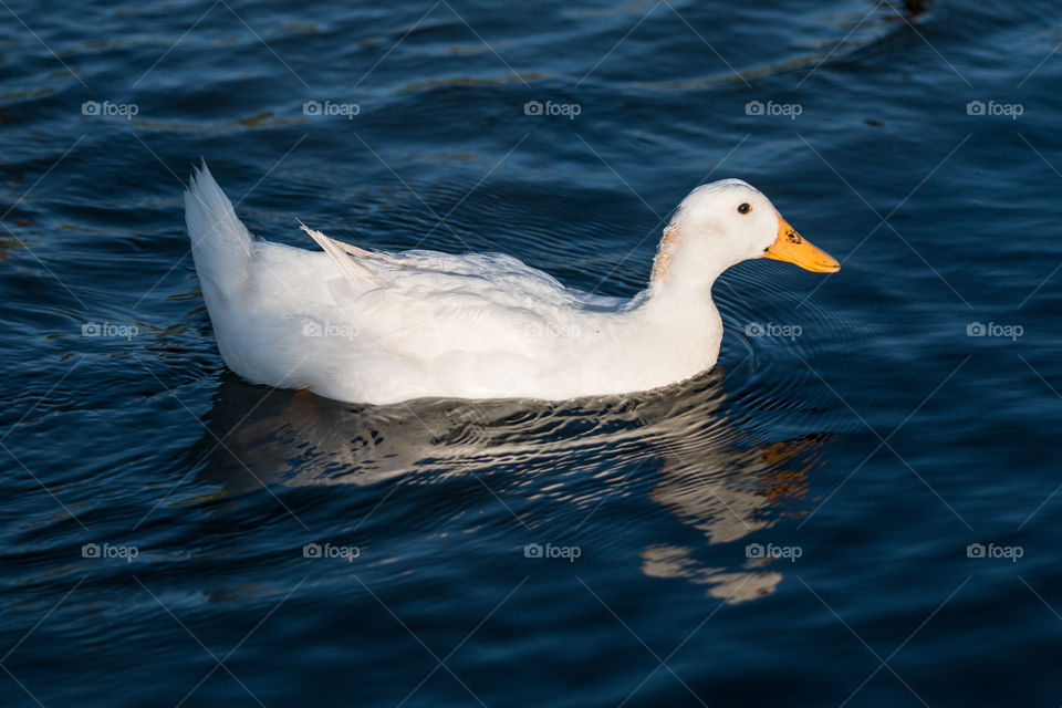 Bird, No Person, Water, Duck, Seagulls