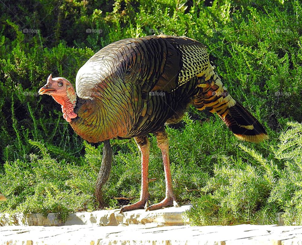 Wild Turkey