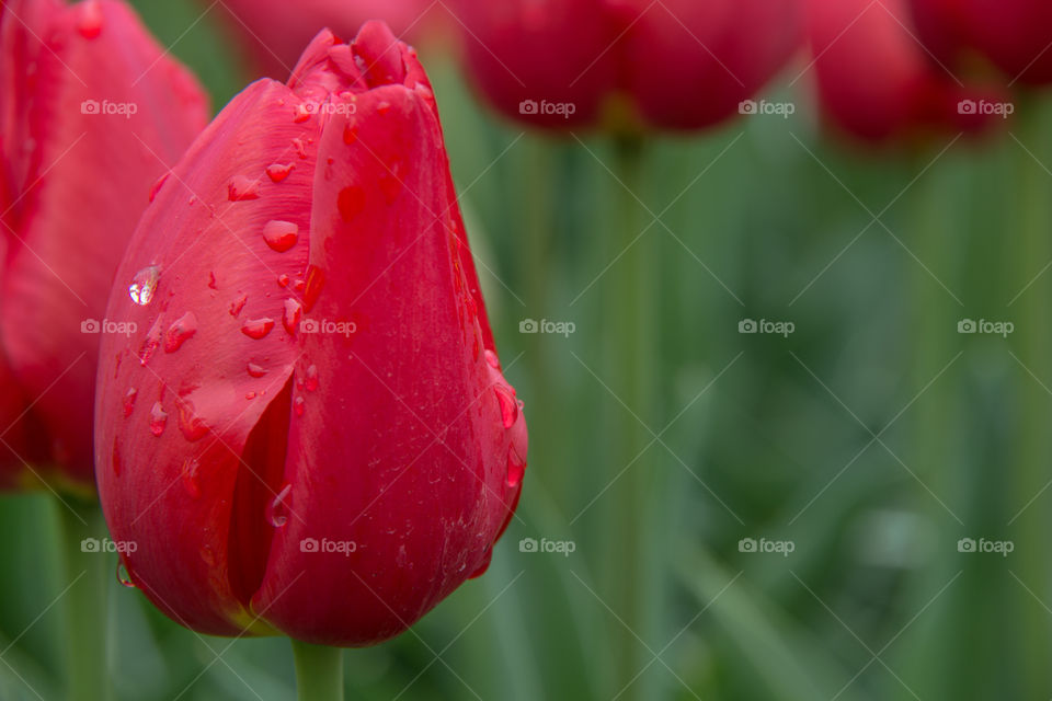 Tulips and water droplets 