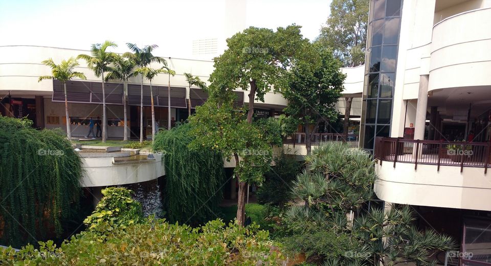 Gorgeous trees in the shopping mall