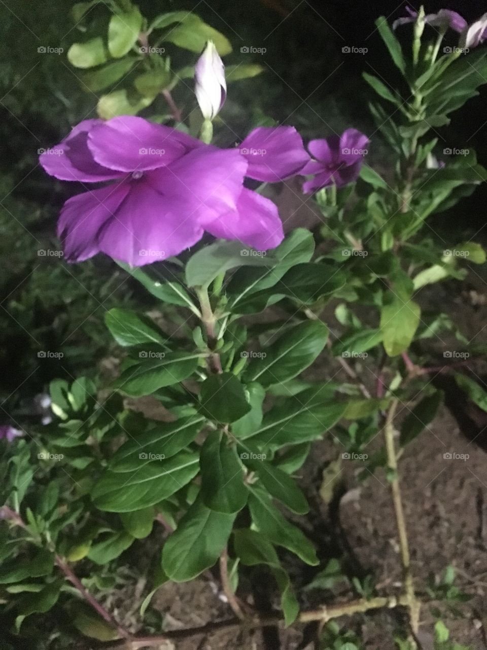 🌼#Flores do nosso #jardim, para alegrar e embelezar nosso dia!
#Jardinagem é nosso #hobby.
🌹
#flor #flowers #flower #pétalas #garden #natureza #nature #flora 