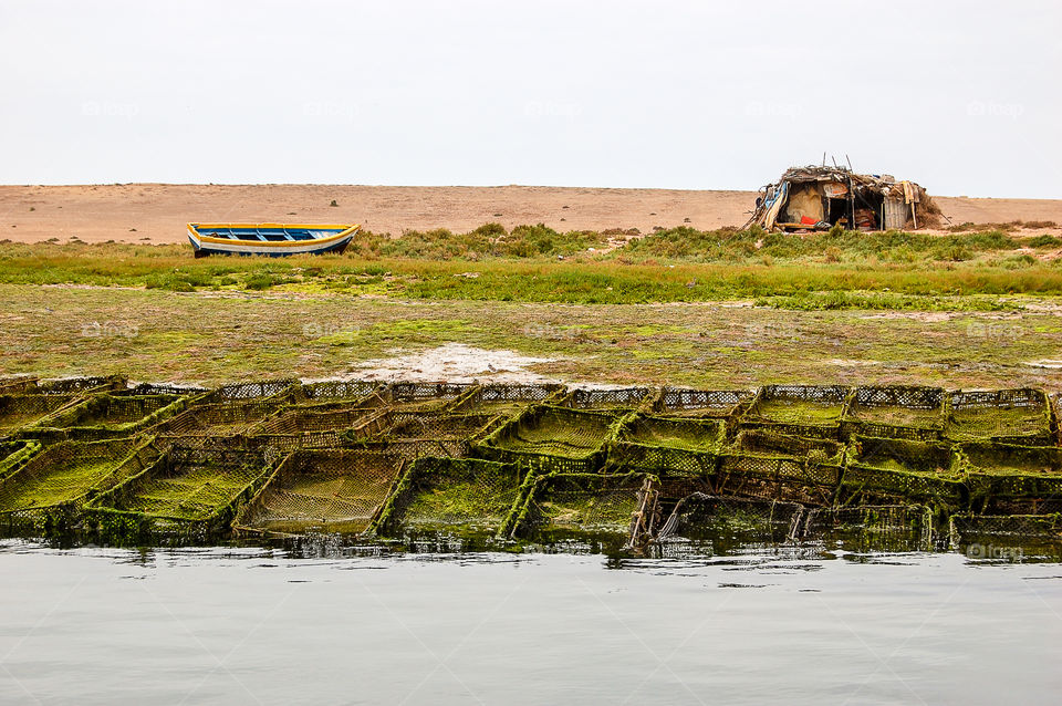 Oyster culture