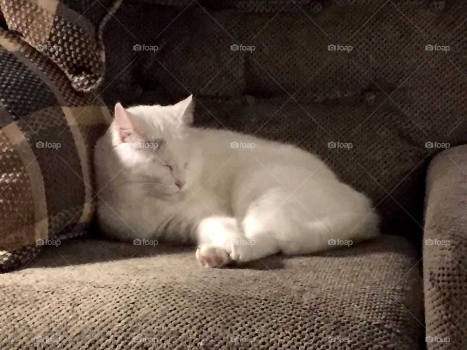 Sugar the cat asleep on the pet approved chair. 