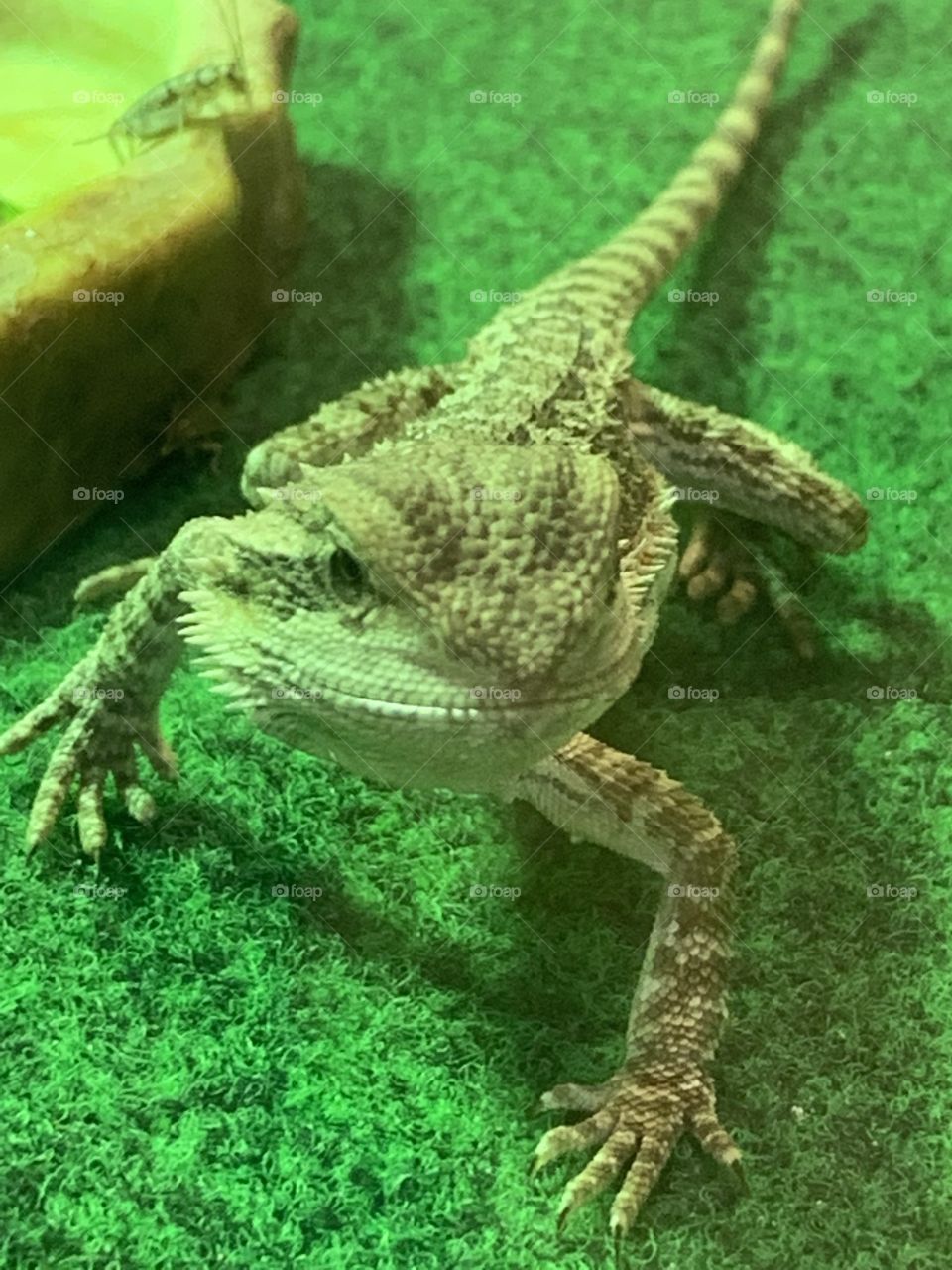 Bearded dragon at the pet store 