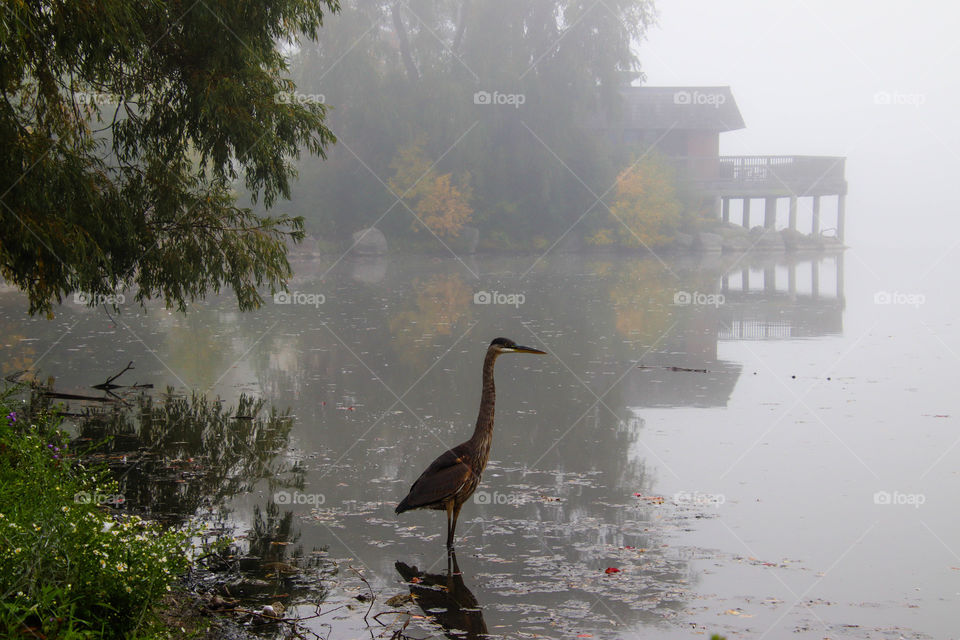 Foggy autumn morning on the lake